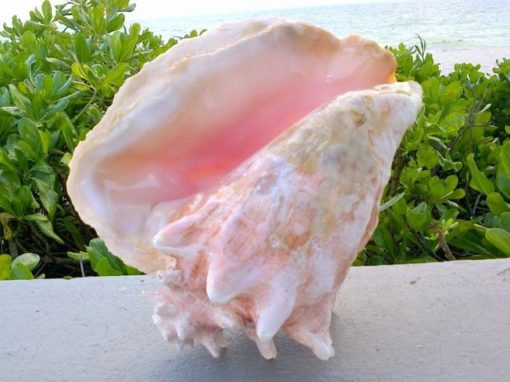 Conch Shell | Sound Therapy of the Pacific Northwest